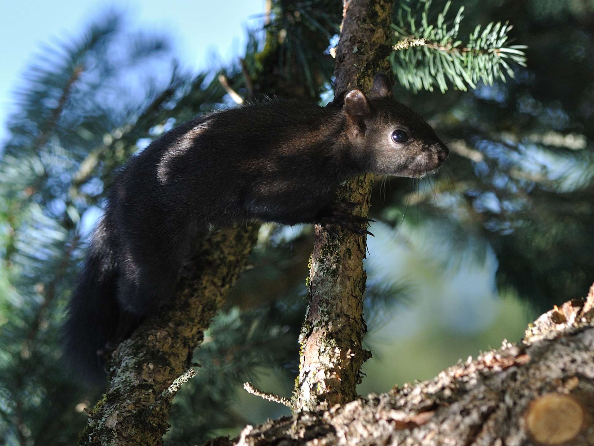 Sciurus vulgaris - Rocca di Botte (AQ)